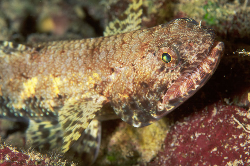 Synodus variegatus (Pesce lucertola variegato)